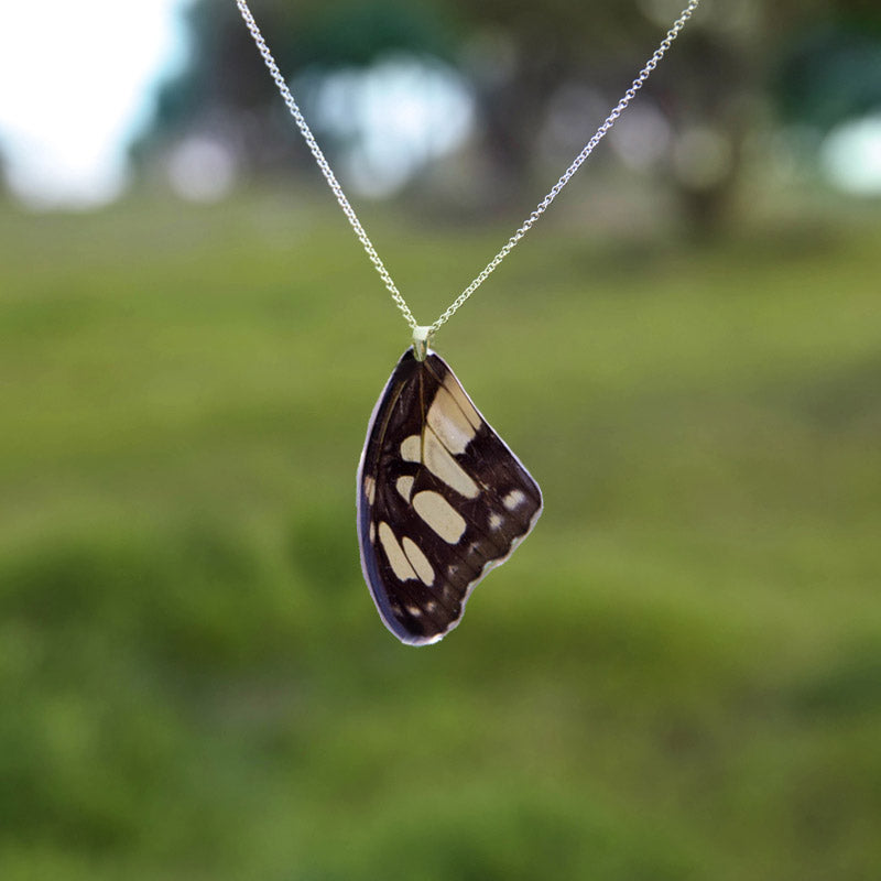 Colgante Mariposa Siproeta Stelenes ala superior