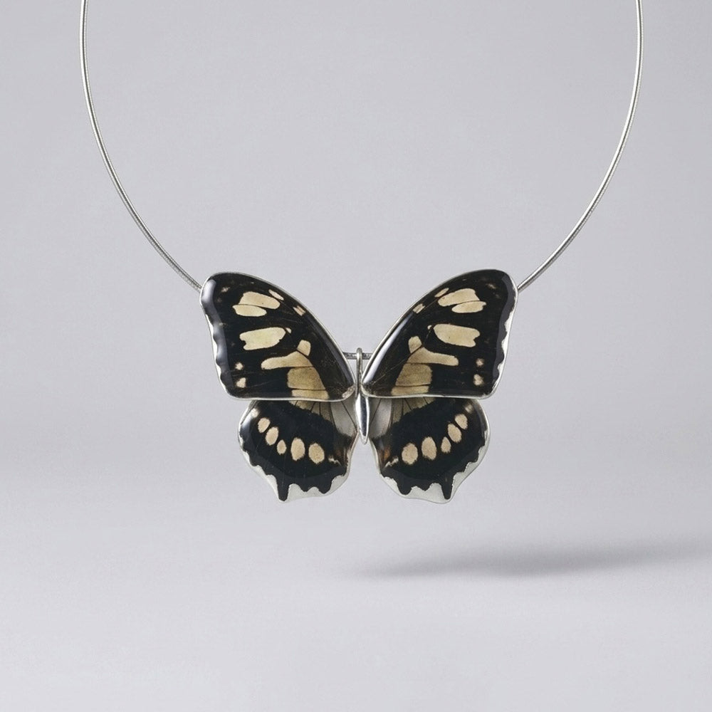 Whole Siproeta Stelenes Butterfly Choker 4 wings