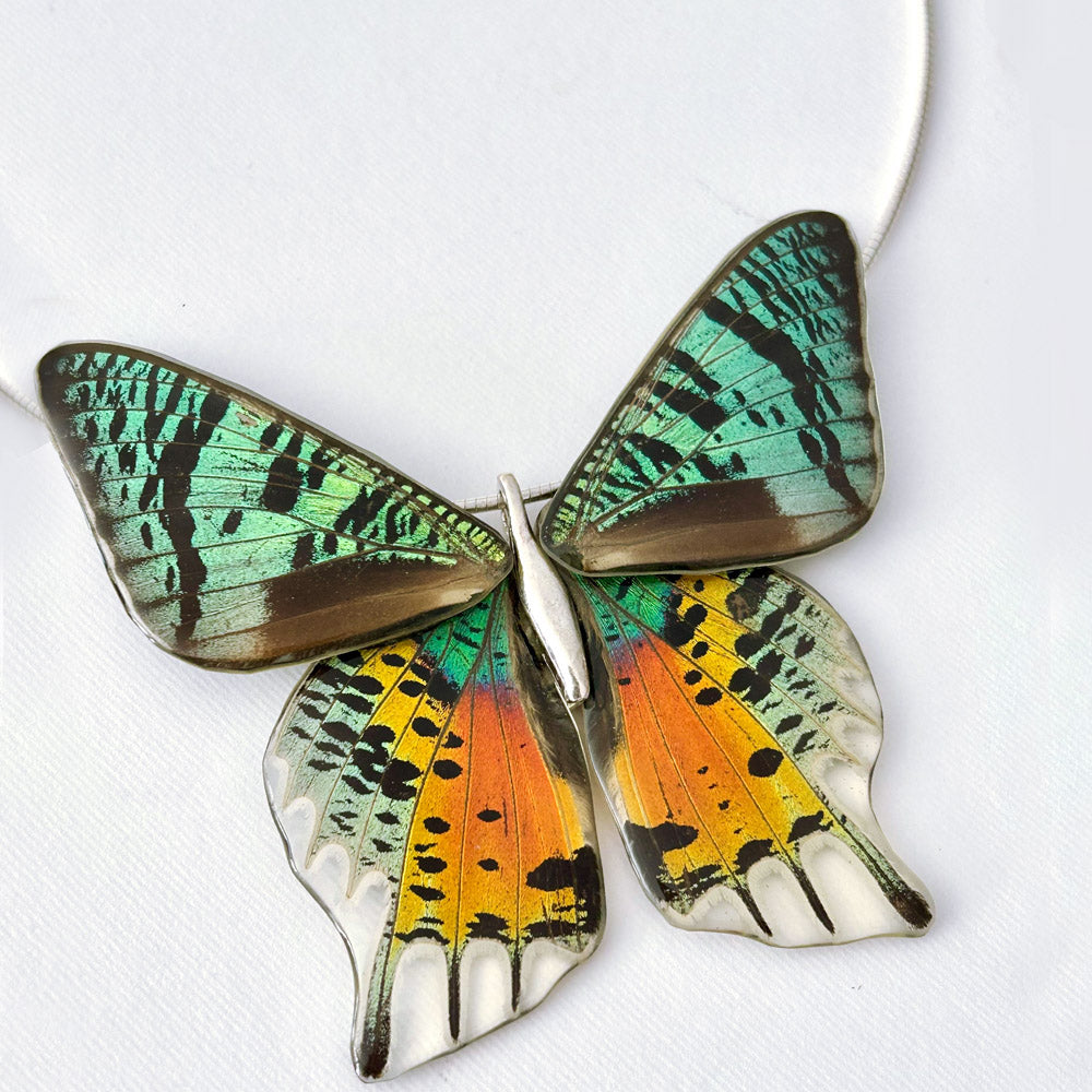 Gargantilla Mariposa Chrysiridia Rhipheus entera 4 alas