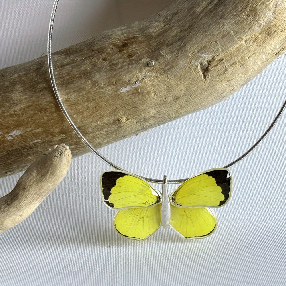 Gargantilla Mariposa Eurema Xanthochlora 4 alas