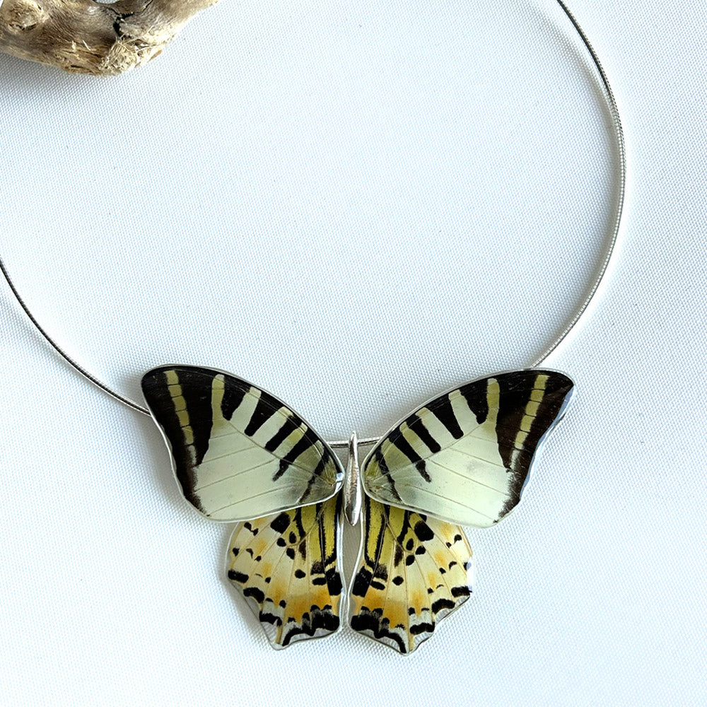 Gargantilla Mariposa entera Graphium Decolor 4 alas