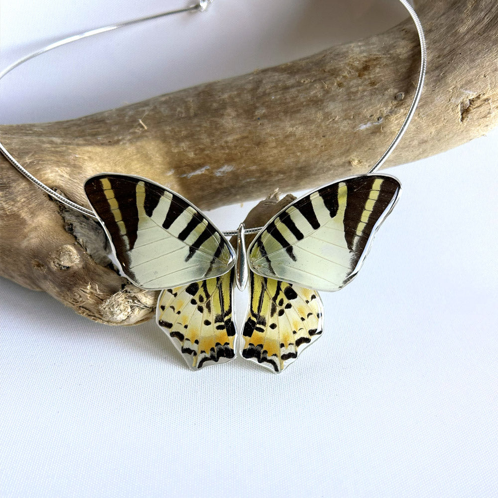 Gargantilla Mariposa entera Graphium Decolor 4 alas