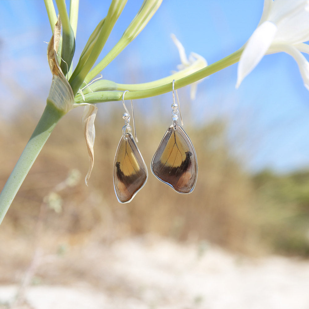 Pendientes Mariposa Catonephele Numilia ala superior