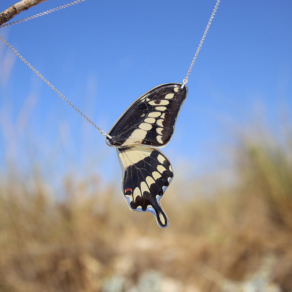 Gargantilla Mariposa Papilio Thoas