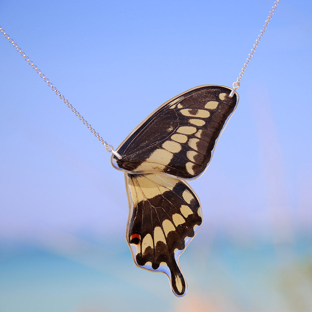 Gargantilla Mariposa Papilio Thoas