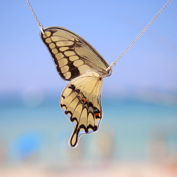 Gargantilla Mariposa Papilio Thoas