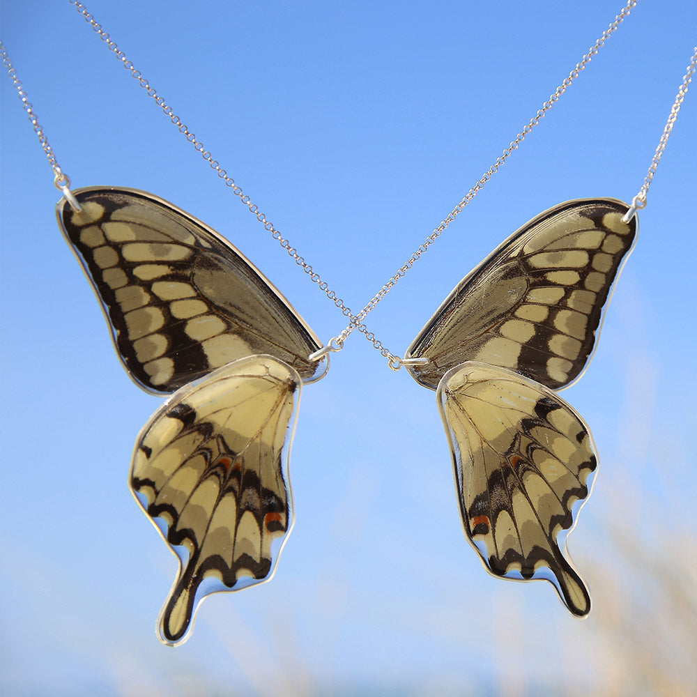 2 Gargantillas Mariposa Papilio Thoas