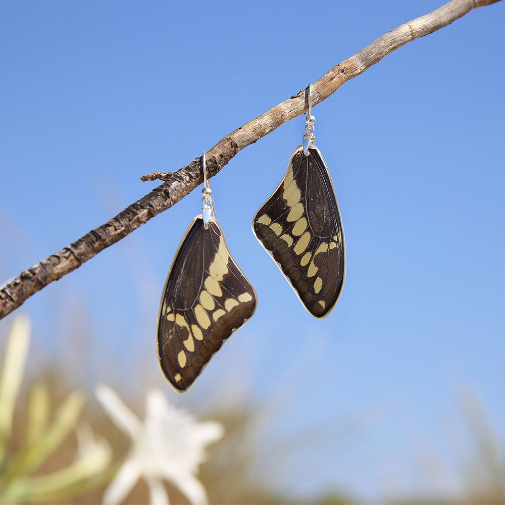Papilio thoas Butterfly upper wing hook earrings