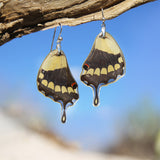 Pendientes de Mariposa Papilio Thoas ala inferior