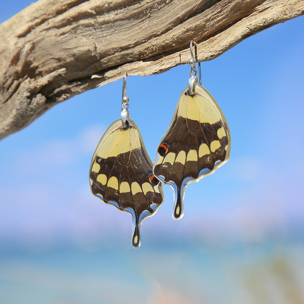 Papilio thoas Butterfly lower wing hook earrings
