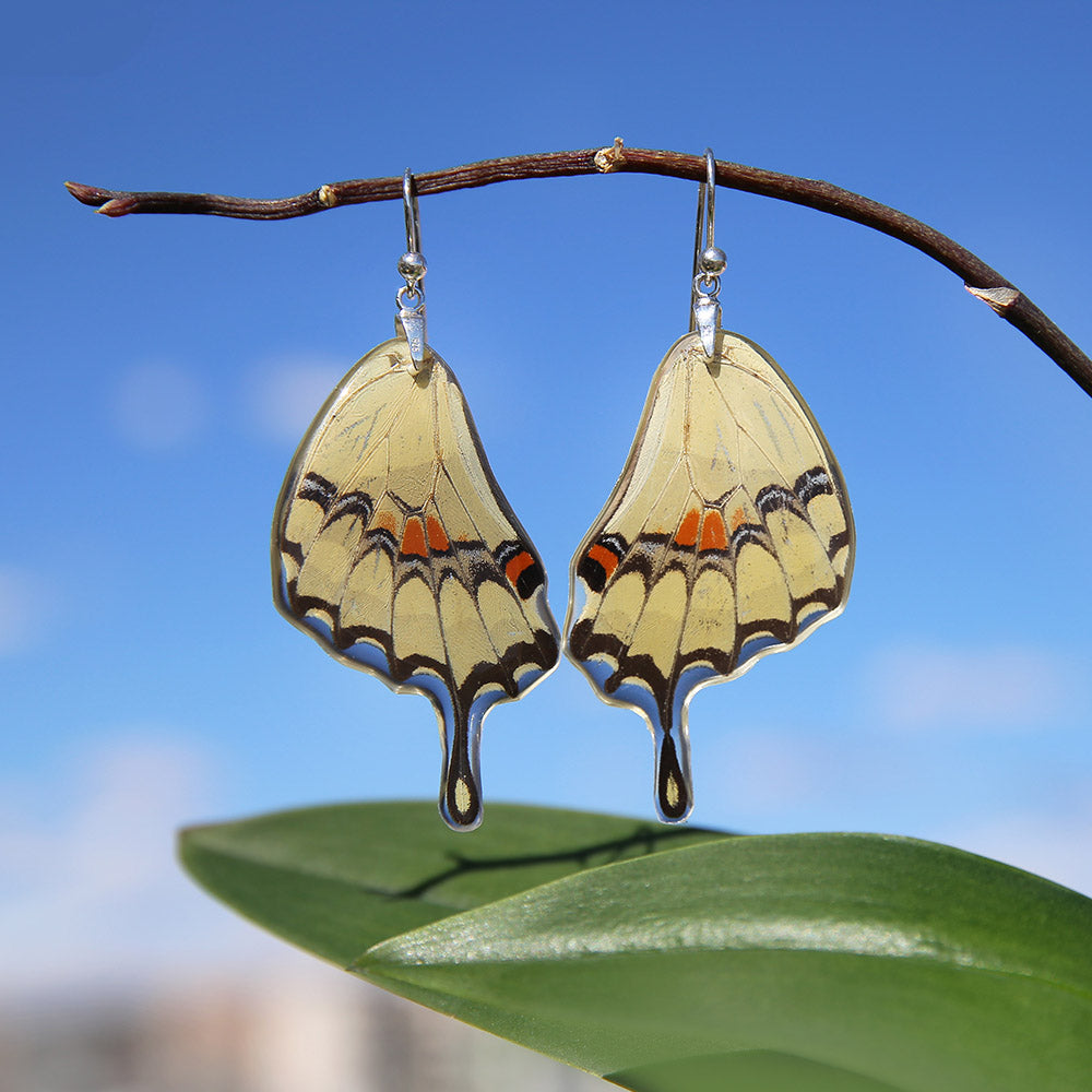 Pendientes de Mariposa Papilio Thoas ala inferior