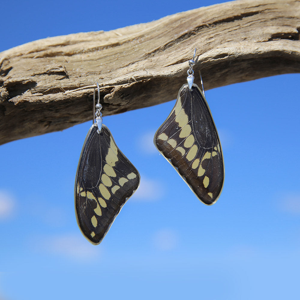 Pendientes de Mariposa Papilio Thoas ala superior
