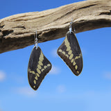 Pendientes de Mariposa Papilio Thoas ala superior