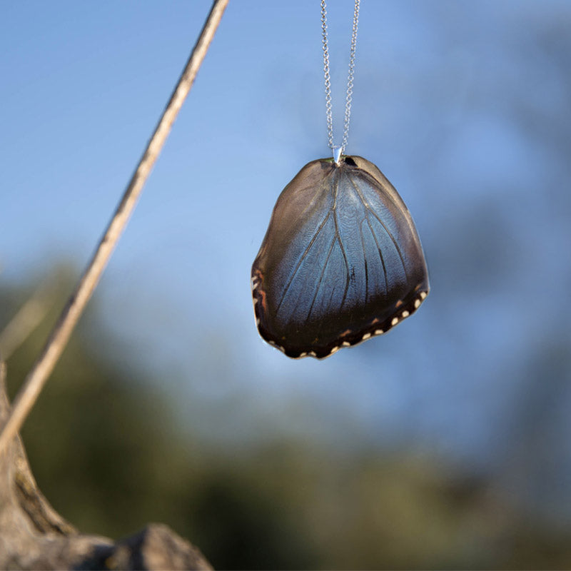 Colgante Mariposa Morpho Peleides ala inferior