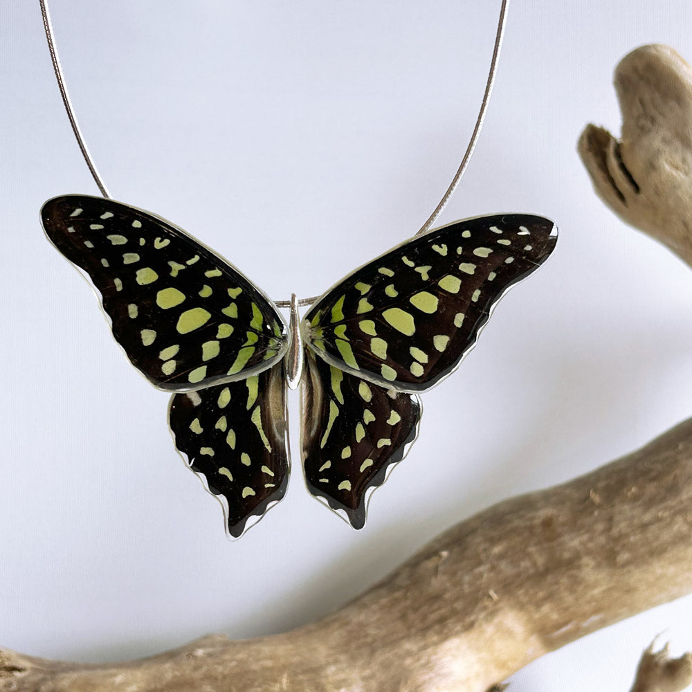 Gargantilla Mariposa Graphium Agamemnon entera 4 alas