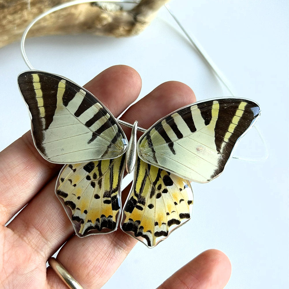 Gargantilla Mariposa entera Graphium Decolor 4 alas