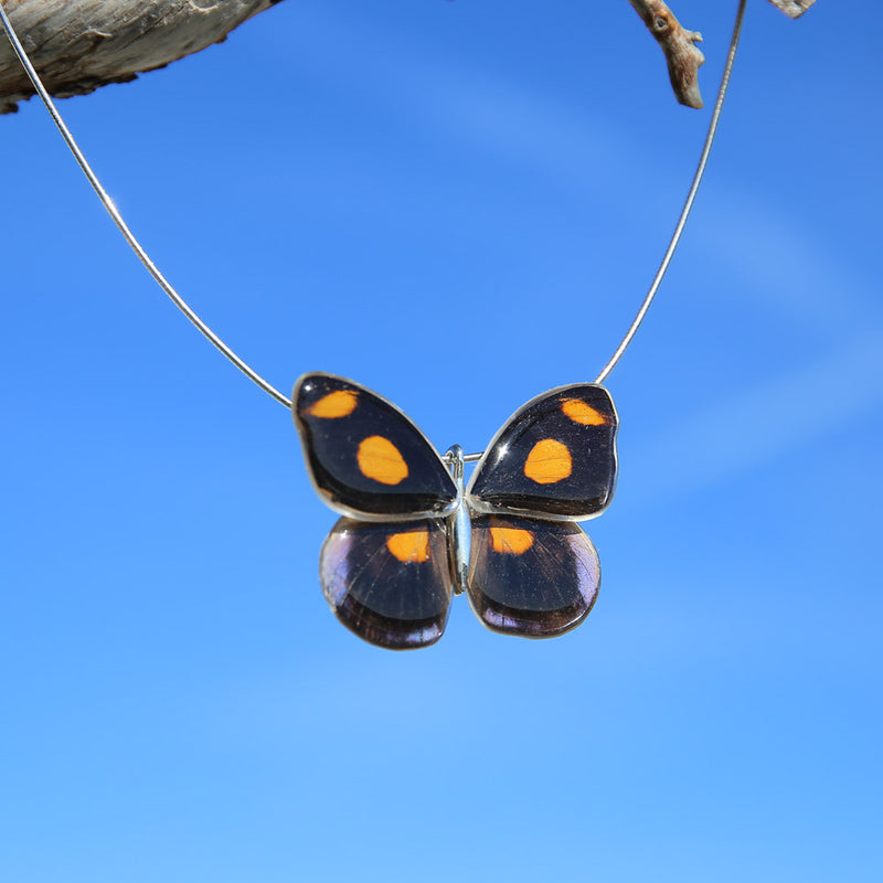 Whole Catonephele Numilia Butterfly Choker 4 wings