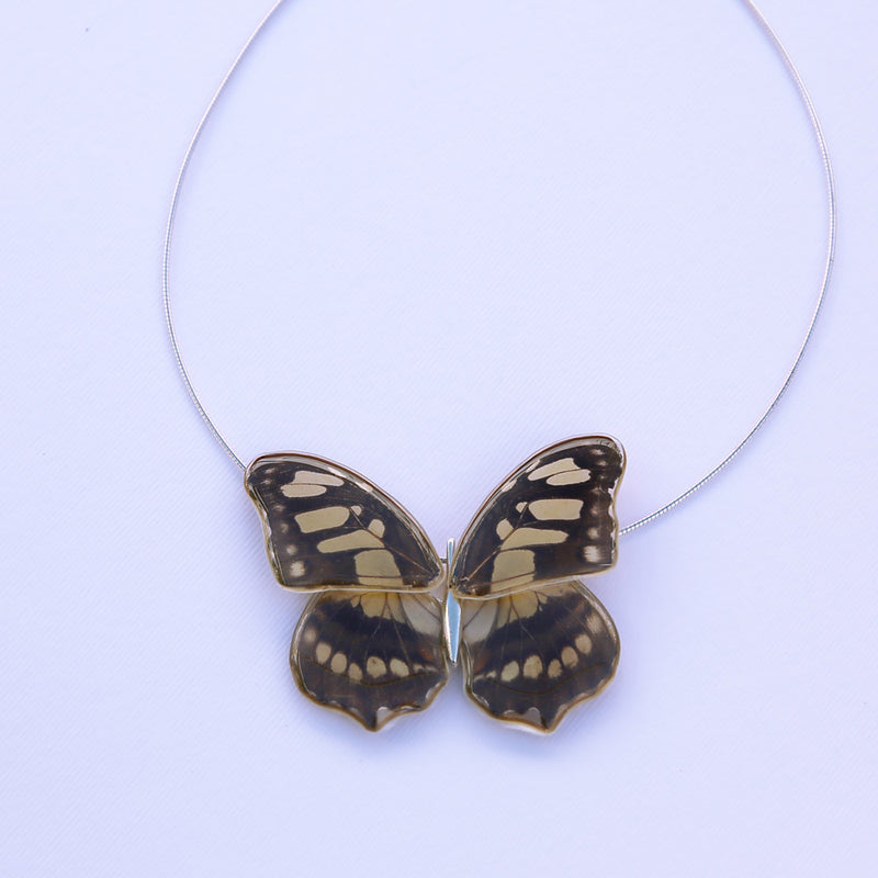 Whole Siproeta Stelenes Butterfly Choker 4 wings