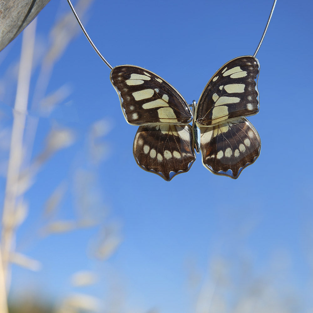 Gargantilla Mariposa Siproeta Stelenes entera 4 alas