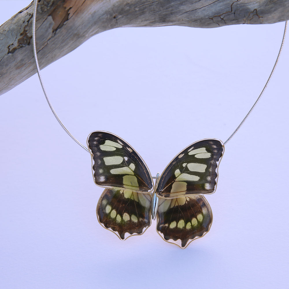 Whole Siproeta Stelenes Butterfly Choker 4 wings