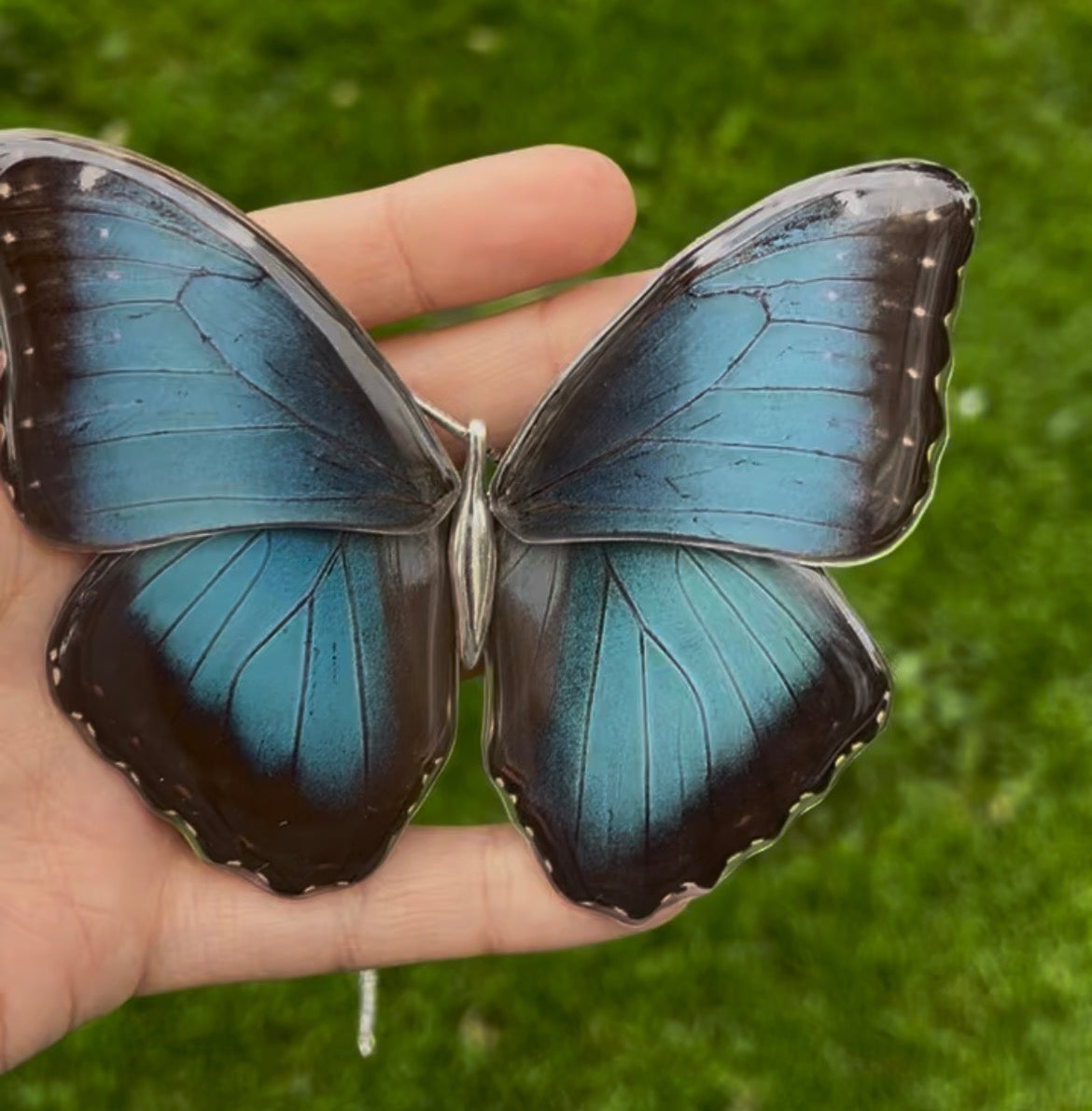 Gargantilla Mariposa  Morpho o Búho grande