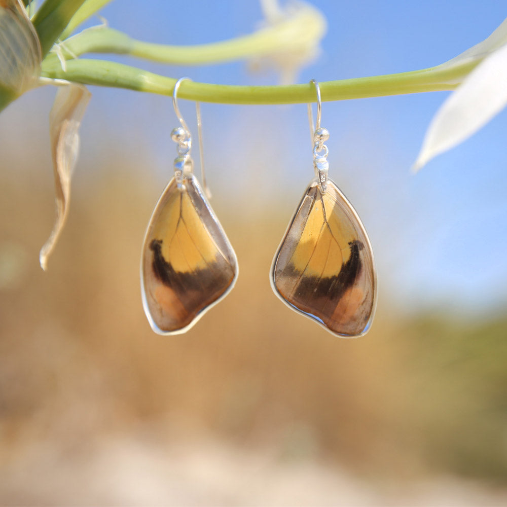 Catonephele Numilia Butterfly upper wing hook earrings