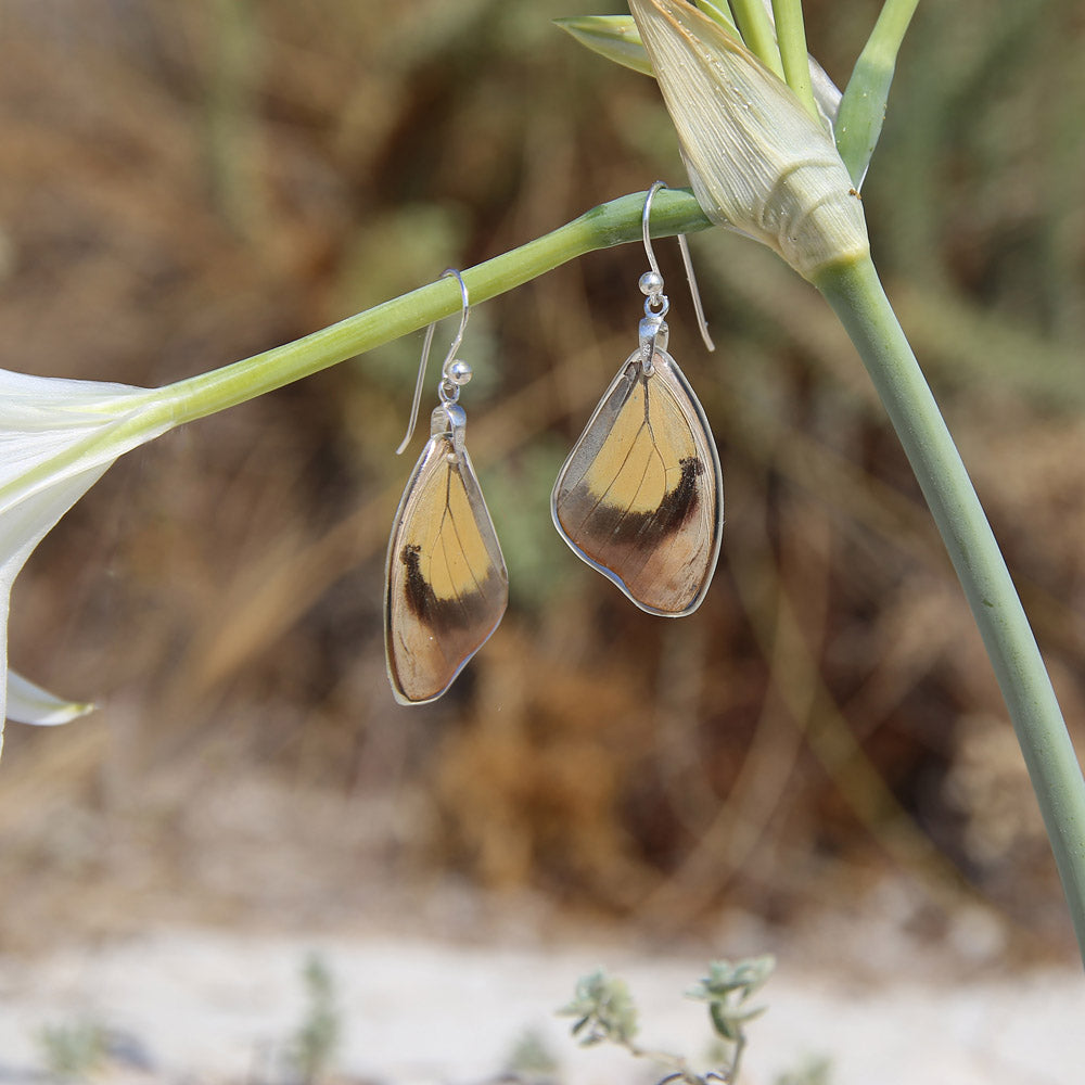 Catonephele Numilia Butterfly upper wing hook earrings