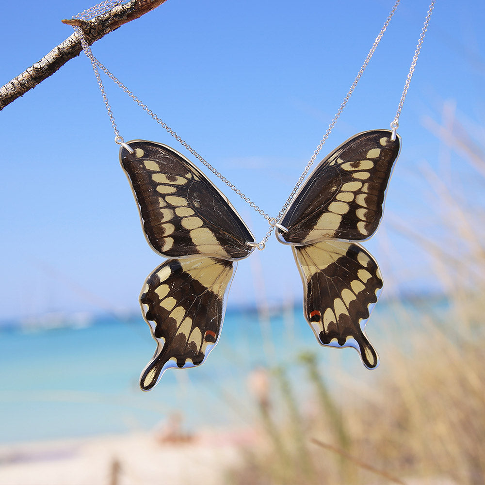 2 Gargantillas Mariposa Papilio Thoas