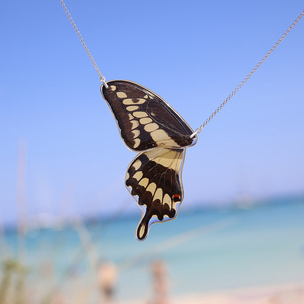 Gargantilla Mariposa Papilio Thoas