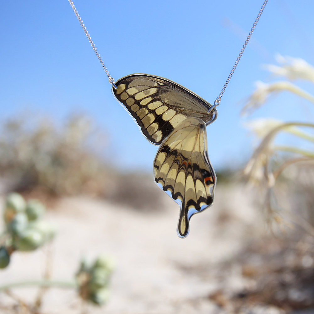 Gargantilla Mariposa Papilio Thoas