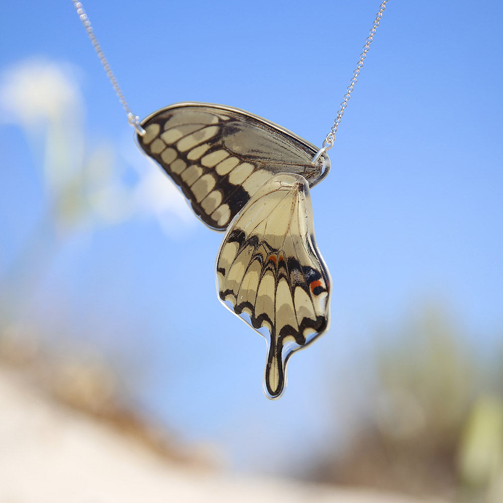Gargantilla Mariposa Papilio Thoas