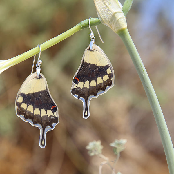 Papilio thoas Butterfly lower wing hook earrings