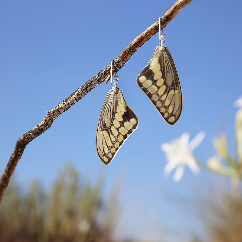 Pendientes de Mariposa Papilio Thoas ala superior