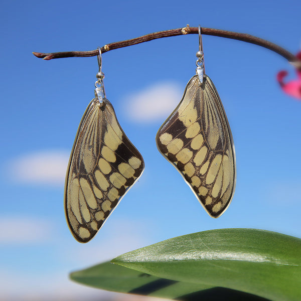 Pendientes de Mariposa Papilio Thoas ala superior