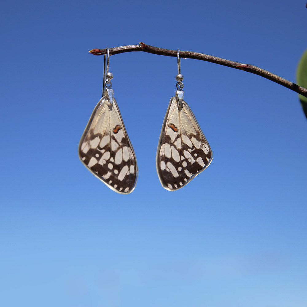 Pendientes Mariposa Hamadryas Feronia ala superior